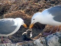 Glaucous-winged Seagull