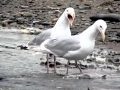 Glaucous-winged Seagull