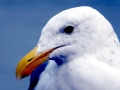 Glaucous-winged Seagull