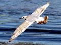 Glaucous-winged Seagull