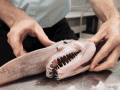 Goblin Shark