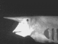 Goblin Shark