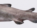 Goblin Shark