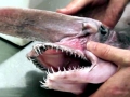 Goblin Shark
