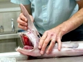 Goblin Shark