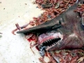 Goblin Shark
