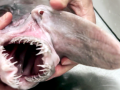 Goblin Shark
