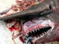 Goblin Shark