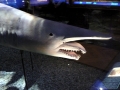 Goblin Shark