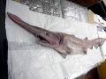 Goblin Shark