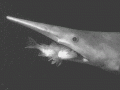 Goblin Shark