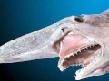 Goblin Shark