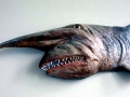 Goblin Shark