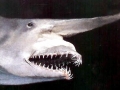 Goblin Shark