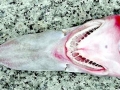 Goblin Shark