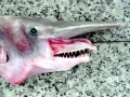 Goblin Shark