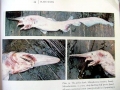 Goblin Shark