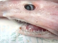 Goblin Shark