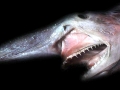 Goblin Shark