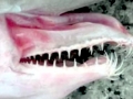 Goblin Shark