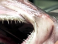 Goblin Shark