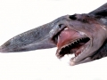 Goblin Shark
