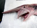 Goblin Shark