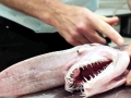 Goblin Shark