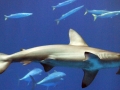 Golden Hammerhead Shark