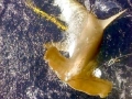 Golden Hammerhead Shark