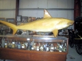 Golden Hammerhead Shark