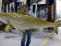Golden Hammerhead Shark