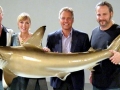 Golden Hammerhead Shark