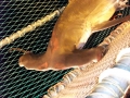 Golden Hammerhead Shark