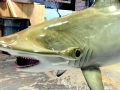 Golden Hammerhead Shark