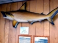 Golden Hammerhead Shark