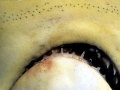 Golden Hammerhead Shark