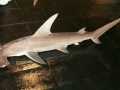 Golden Hammerhead Shark