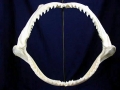 Golden Hammerhead Shark