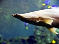 Golden Hammerhead Shark