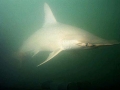 Golden Hammerhead Shark