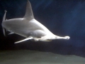 Golden Hammerhead Shark