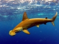 Golden Hammerhead Shark
