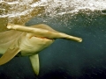 Golden Hammerhead Shark