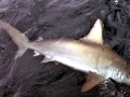 Golden Hammerhead Shark