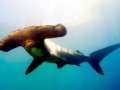Golden Hammerhead Shark