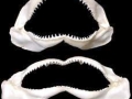 Golden Hammerhead Shark