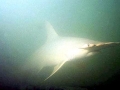 Golden Hammerhead Shark