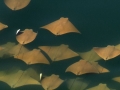Golden Stingray
