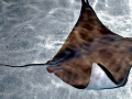 Golden Stingray